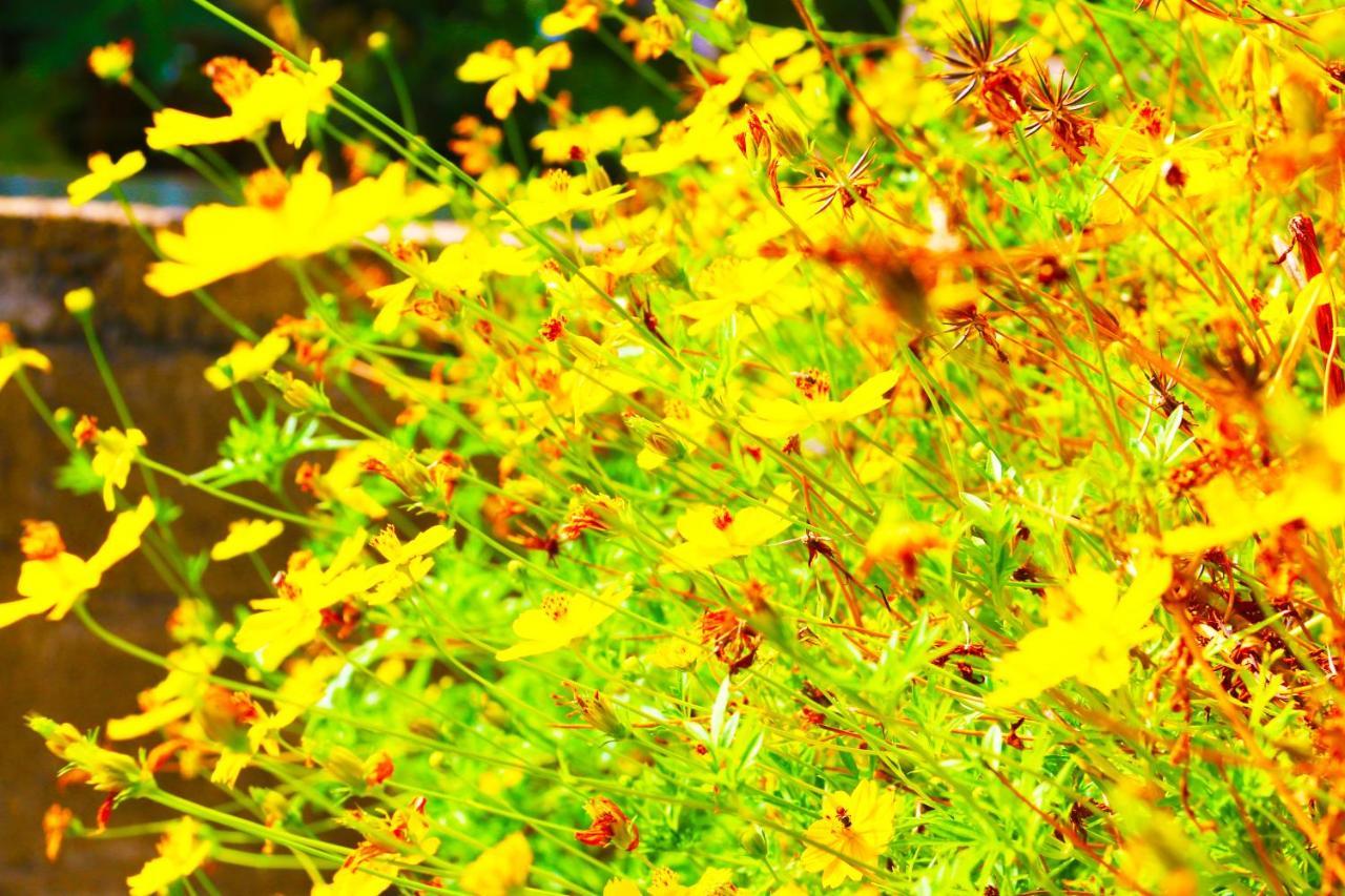 A&B Resort Negombo Kudapaduwa Exteriör bild